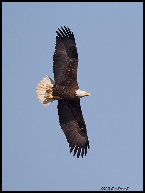 _2SB7901 american bald eagle.jpg